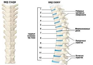 osteocondrose cervical